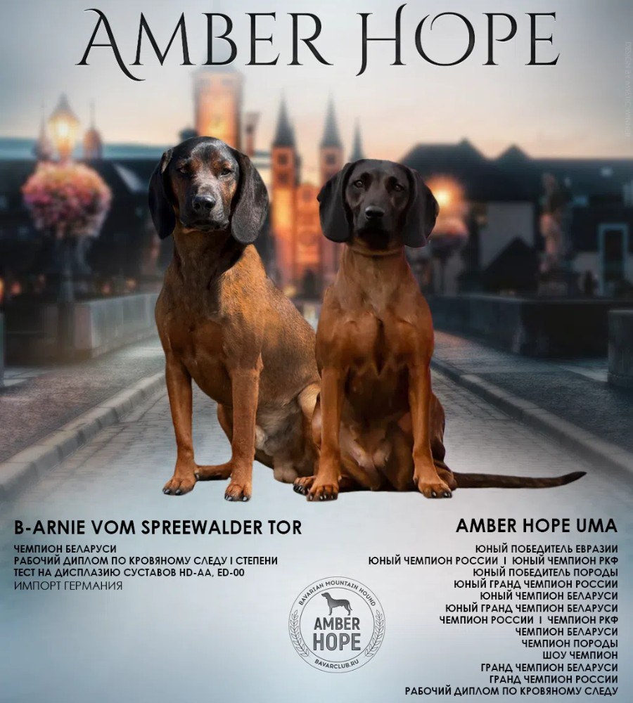 Презентация помёта Amber Hope