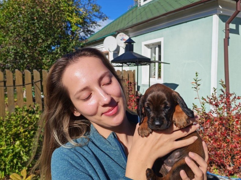 Уход за щенками баварской горной гончей в питомнике Amber Hope